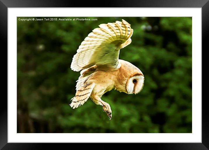  Barn Owl in Flight Framed Mounted Print by Jason Tait
