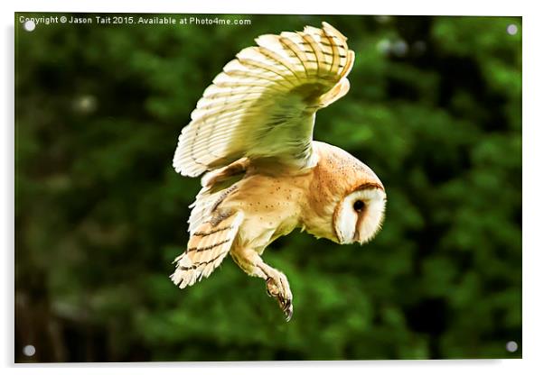  Barn Owl in Flight Acrylic by Jason Tait