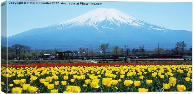  Mount Fuji, springtime. Canvas Print by Peter Schneiter