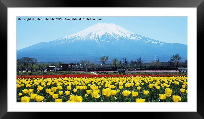  Mount Fuji, springtime. Framed Mounted Print by Peter Schneiter
