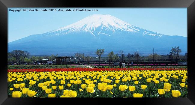  Mount Fuji, springtime. Framed Print by Peter Schneiter
