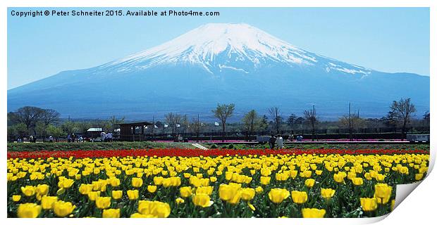  Mount Fuji, springtime. Print by Peter Schneiter
