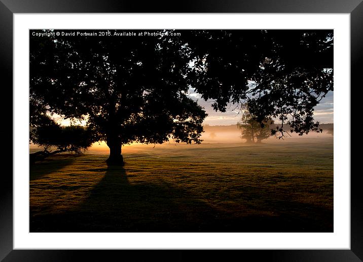  New Forest at Dawn Framed Mounted Print by David Portwain