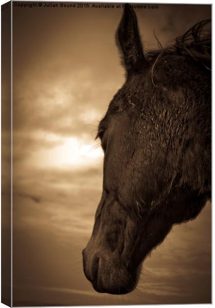    Horse in sepia, Shropshire, England Canvas Print by Julian Bound