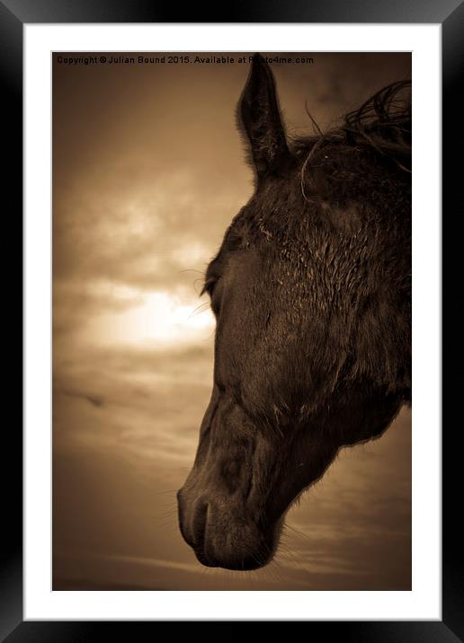    Horse in sepia, Shropshire, England Framed Mounted Print by Julian Bound