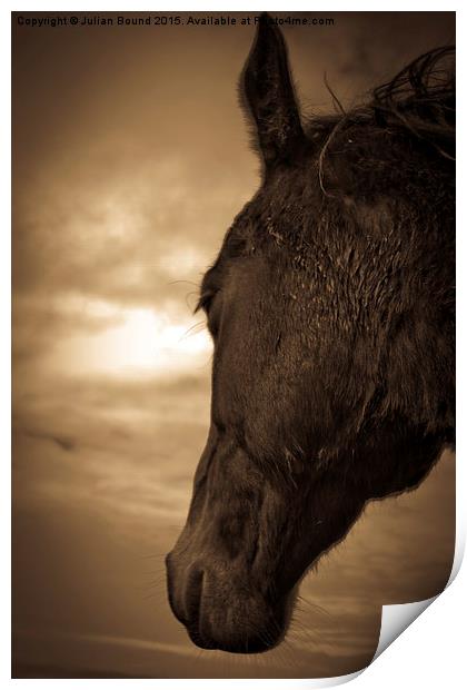    Horse in sepia, Shropshire, England Print by Julian Bound