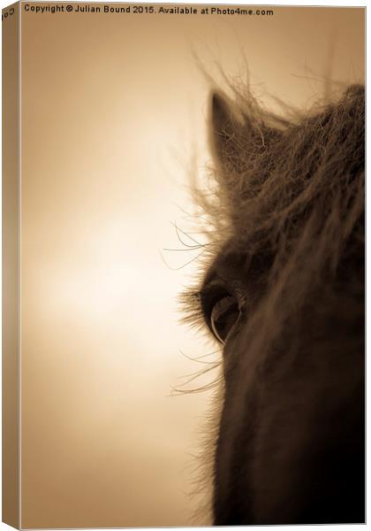 Horse in sepia, Shropshire, England Canvas Print by Julian Bound