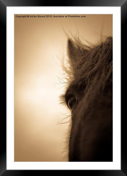 Horse in sepia, Shropshire, England Framed Mounted Print by Julian Bound