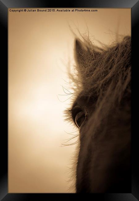 Horse in sepia, Shropshire, England Framed Print by Julian Bound
