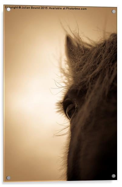 Horse in sepia, Shropshire, England Acrylic by Julian Bound