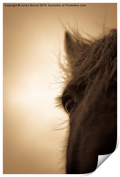 Horse in sepia, Shropshire, England Print by Julian Bound