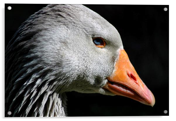 Greylag Goose Acrylic by Harvey Hudson