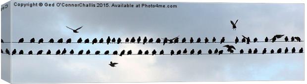  Birds on a Wire Canvas Print by Ged O'ConnorChalli