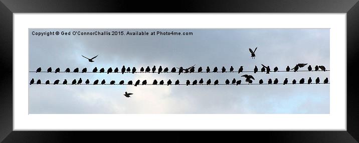  Birds on a Wire Framed Mounted Print by Ged O'ConnorChalli