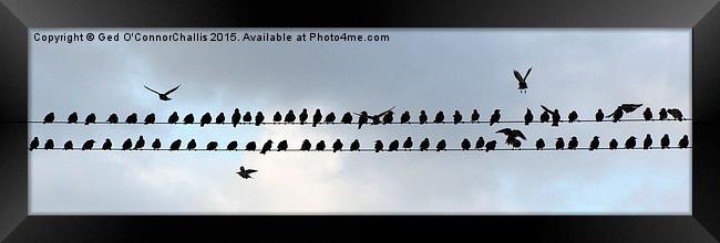  Birds on a Wire Framed Print by Ged O'ConnorChalli