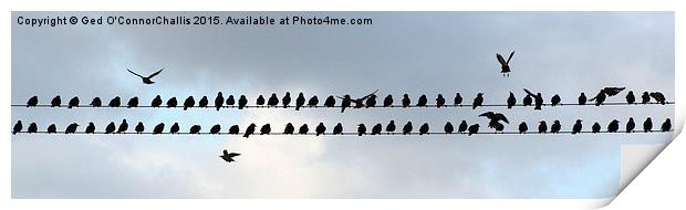  Birds on a Wire Print by Ged O'ConnorChalli