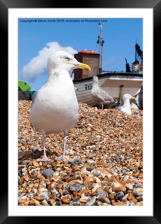 Seagull at the Stade Framed Mounted Print by Steve Smith