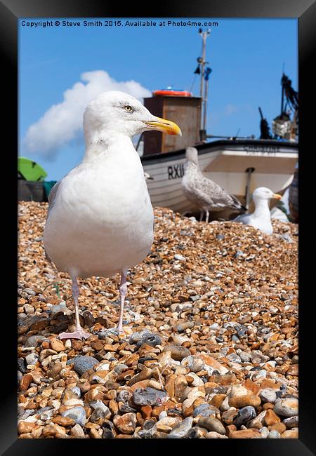 Seagull at the Stade Framed Print by Steve Smith