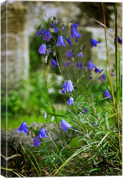  Harebells Canvas Print by Colin Metcalf