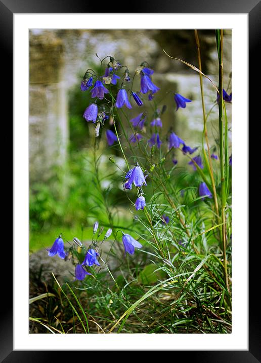  Harebells Framed Mounted Print by Colin Metcalf