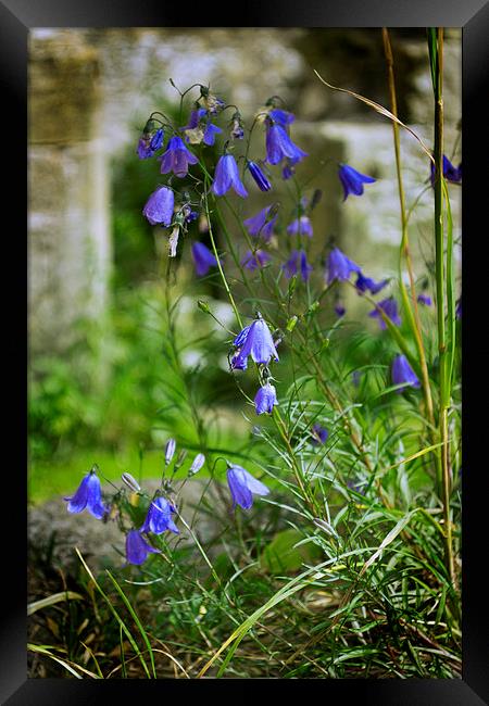  Harebells Framed Print by Colin Metcalf