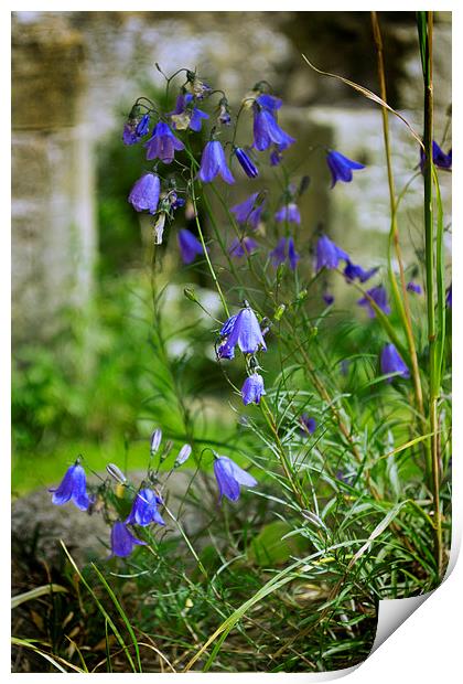  Harebells Print by Colin Metcalf