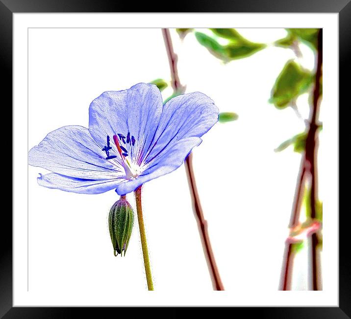  Geranium small little purple flower Framed Mounted Print by Sue Bottomley