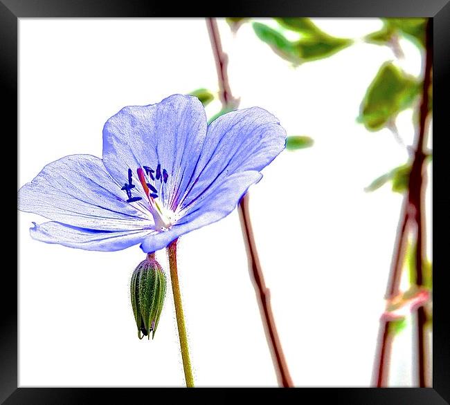  Geranium small little purple flower Framed Print by Sue Bottomley