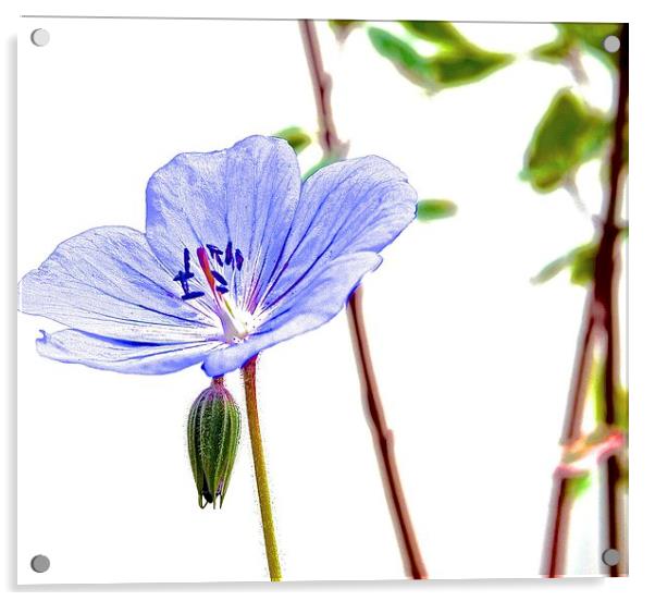  Geranium small little purple flower Acrylic by Sue Bottomley