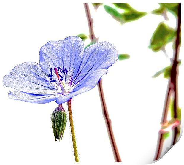  Geranium small little purple flower Print by Sue Bottomley
