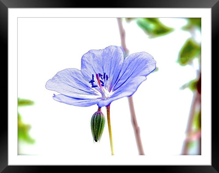  Small Purple Little Flower Geranium Framed Mounted Print by Sue Bottomley