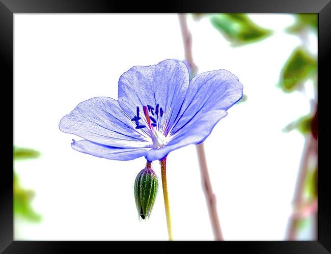  Small Purple Little Flower Geranium Framed Print by Sue Bottomley