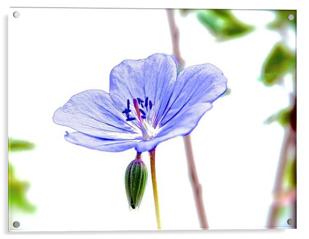  Small Purple Little Flower Geranium Acrylic by Sue Bottomley