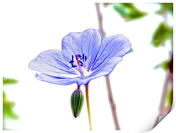  Small Purple Little Flower Geranium Print by Sue Bottomley
