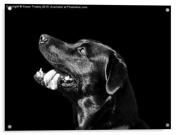 Black Labrador Acrylic by Susan Tinsley