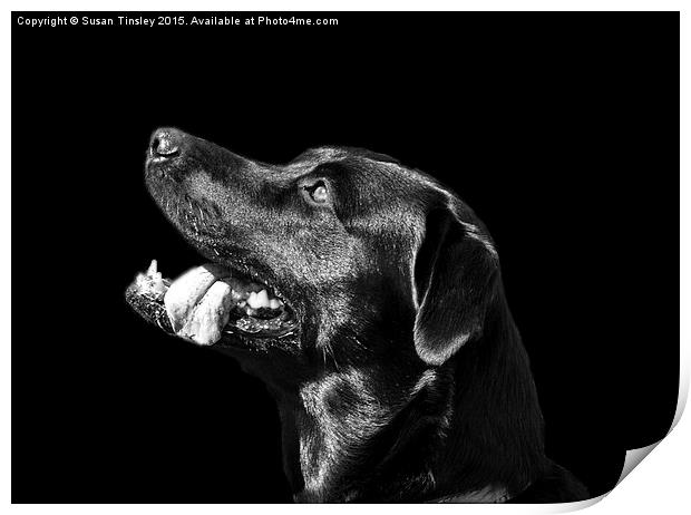 Black Labrador Print by Susan Tinsley