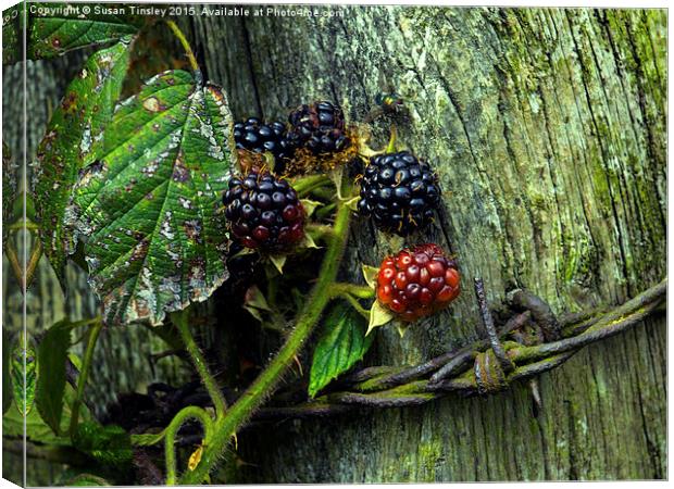 Ripening blackberries Canvas Print by Susan Tinsley