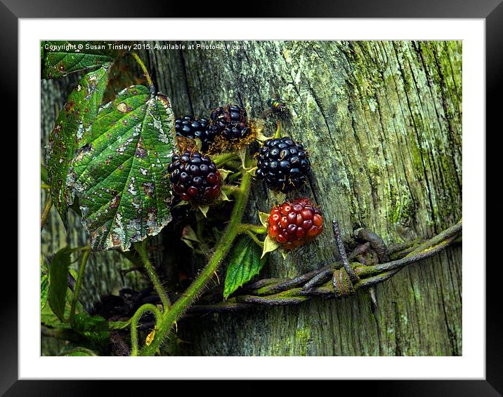 Ripening blackberries Framed Mounted Print by Susan Tinsley