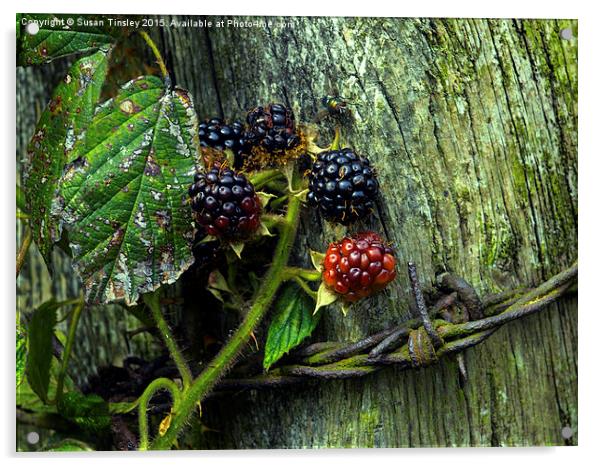 Ripening blackberries Acrylic by Susan Tinsley