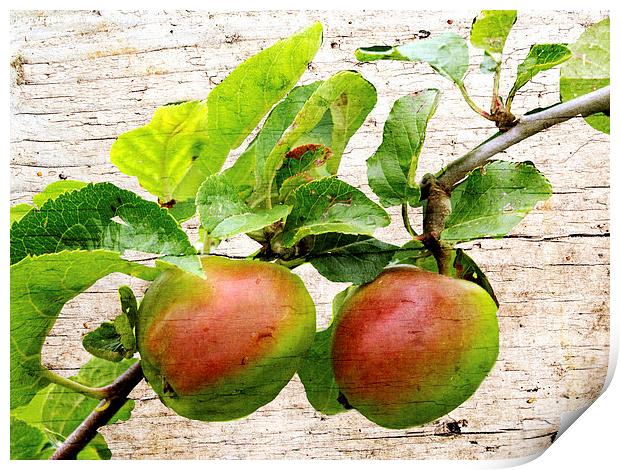 Rosy apples Print by Susan Tinsley