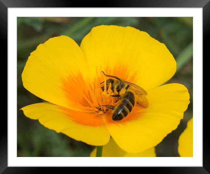  Honey Bee Framed Mounted Print by Clive Eariss