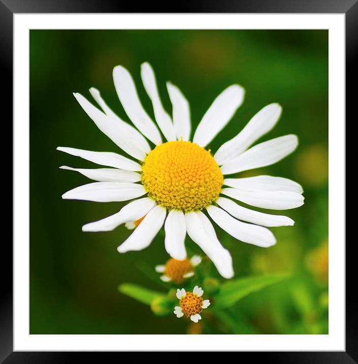 Wild Daisy Flower  Framed Mounted Print by Clive Eariss
