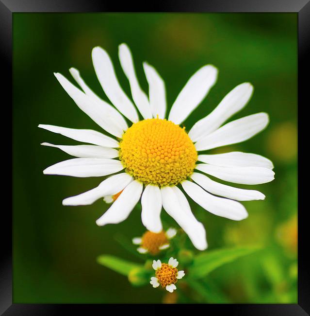 Wild Daisy Flower  Framed Print by Clive Eariss