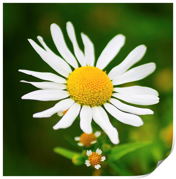 Wild Daisy Flower  Print by Clive Eariss