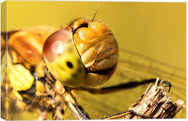 Smiling Dragonfly Portrait Canvas Print by Ian Hufton