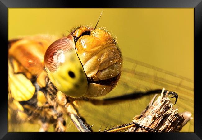Smiling Dragonfly Portrait Framed Print by Ian Hufton