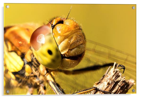 Smiling Dragonfly Portrait Acrylic by Ian Hufton