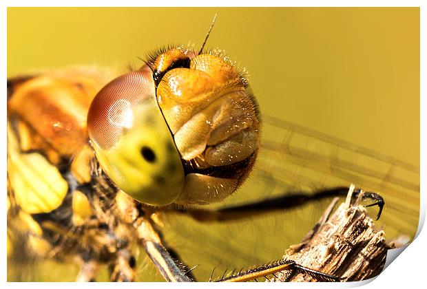 Smiling Dragonfly Portrait Print by Ian Hufton