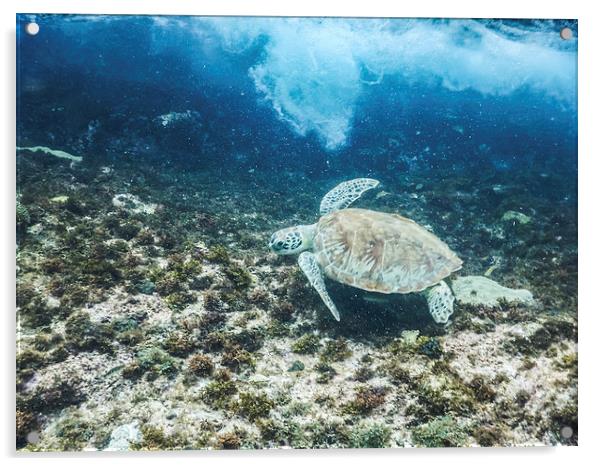 Turtle Underwater  Acrylic by Gail Johnson