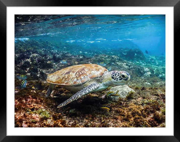 Turtle Underwater  Framed Mounted Print by Gail Johnson